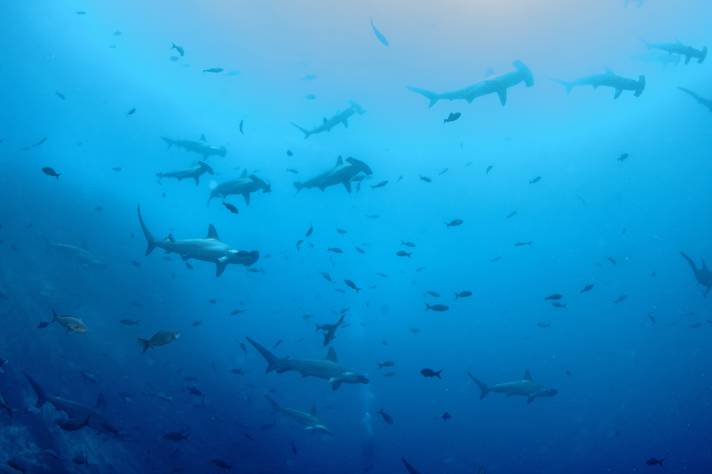 cocos island.webp